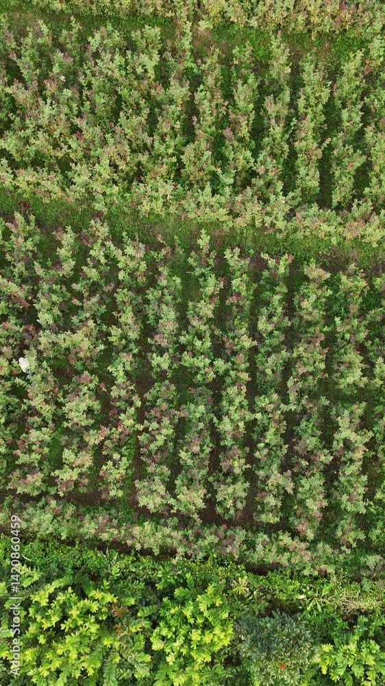 Aerial View of Cultivated Rose Fields: Green Rows Aerial View of Cultivated Rose Fields: Green Rows