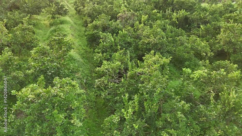 Lush Green Orchard: Aerial View of Dense Tree Canopy