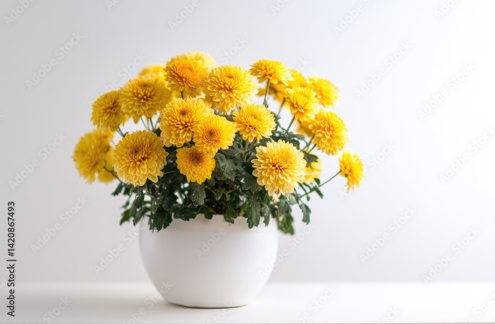 Vibrant Yellow Chrysanthemums Bloom in a White Pot, Creating a Stunning Floral Display Indoors Vibrant Yellow Chrysanthemums Bloom in a White Pot, Creating a Stunning Floral Display Indoors