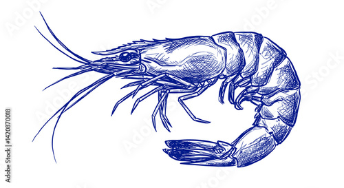 Shrimp (Ebi) suitable for menu or any purposes, in Sketch Vector Style illustration Easy to recolor and resize