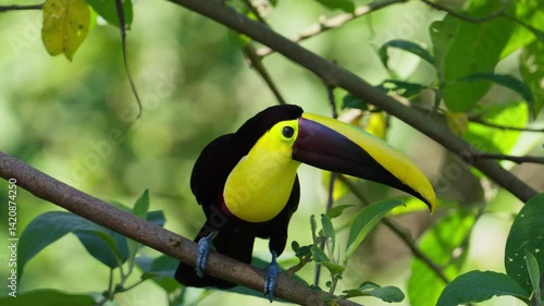 Yellow-throated toucan on a branch, closeup