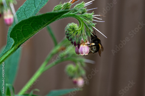 A bumble bee is feeding on a comfrey flower