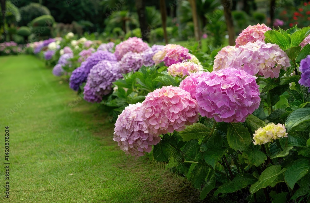 Vibrant Hydrangeas Bloom in Lush Garden Row, Displaying Diverse Colors and Exquisite Beauty. Vibrant Hydrangeas Bloom in Lush Garden Row, Displaying Diverse Colors and Exquisite Beauty.