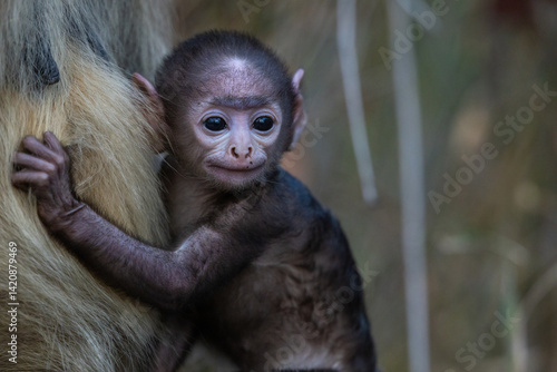 Tableau sur toile Cute baby gray langur (semnopithecus entellus) holding onto its mother in Pench