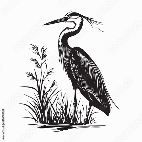 Elegant heron silhouette standing in a water pond with reeds image vector isolated on white background.
