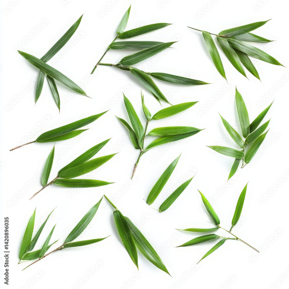 Obraz premium Collection of green bamboo leaves isolated on white background
