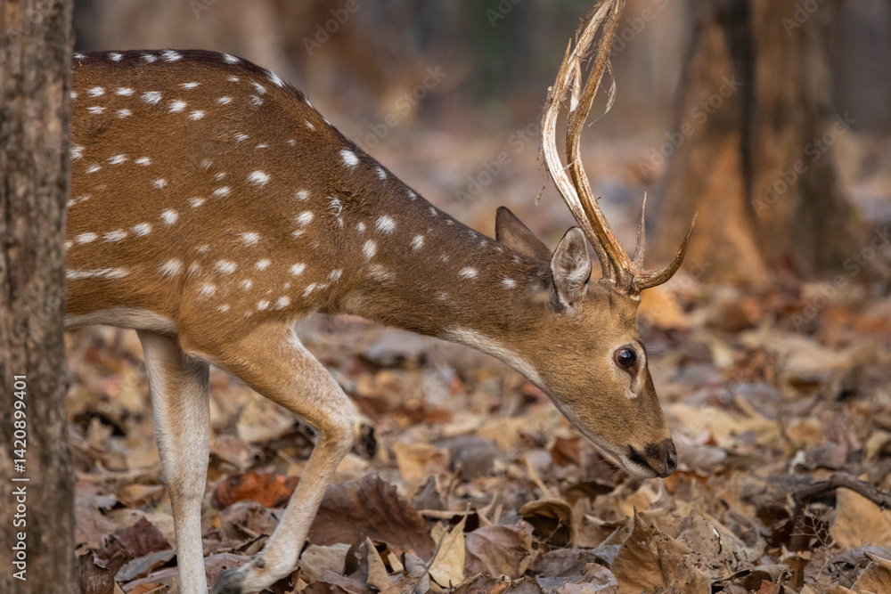 Fototapeta premium Buck or male spotted deer (Axis axis) walking through the forest in Pench National Park in India
