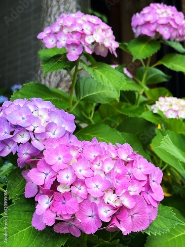 ピンク色の紫陽花の花、ピンクのアジサイの花、ピンク色から紫色に変化する紫陽花の花