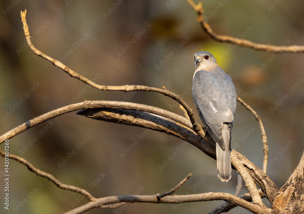 black-winged kite (Elanus caeruleus), also known as black-shouldered kite, with red eyes resting on a branch in Pench National Park, India black-winged kite (Elanus caeruleus), also known as black-shouldered kite, with red eyes resting on a branch in Pench National Park, India