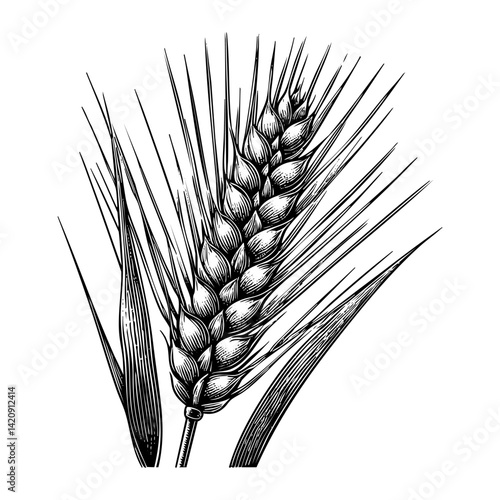 Wheat sketch engraving black and white outline. Scratch board imitation.