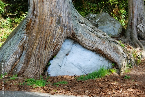 A big tree trunk with roots on a rock