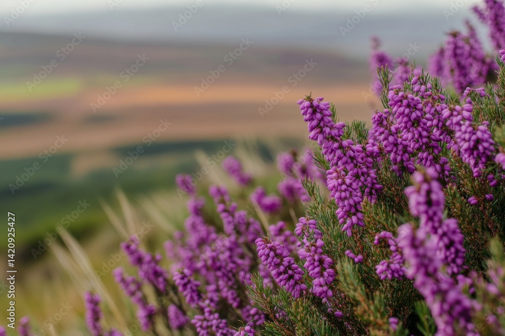 Obraz premium Purple heather blossoms, vibrant against a scenic backdrop