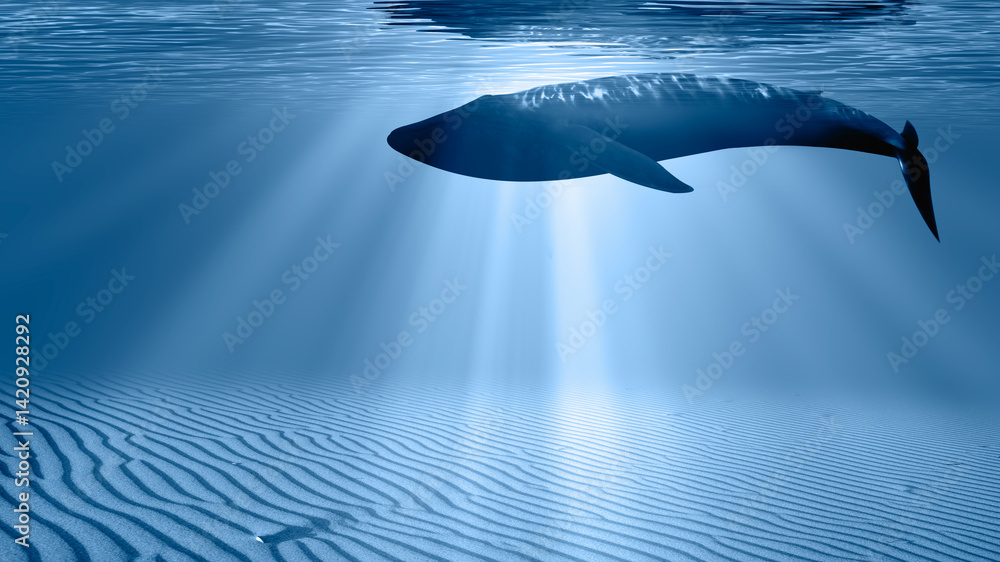 Silhouette of a blue whale swimming close on the dark water