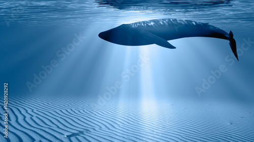 Obraz na płótnie Silhouette of a blue whale swimming close on the dark water w salonie