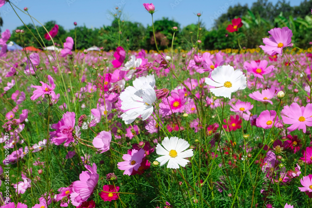 Beautiful scenery of a blooming winter flower garden Beautiful scenery of a blooming winter flower garden