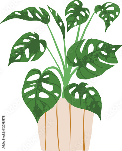 Houseplant Indoor potted plant monstera adansonii illustration