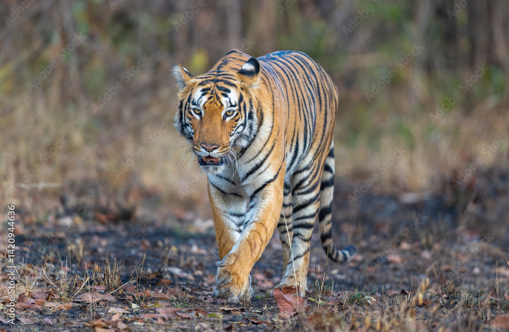 Obraz premium Beautiful Bengal Tiger (Panthera tigris tigris) in the wild approaching through grass lands in the Tadoba National Park in India