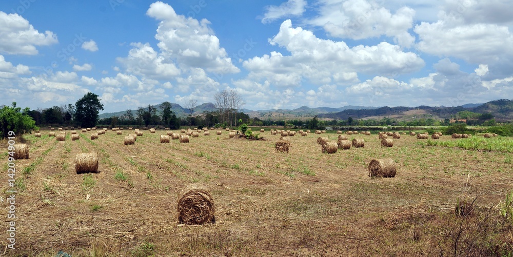 landscape with hay bales in the field