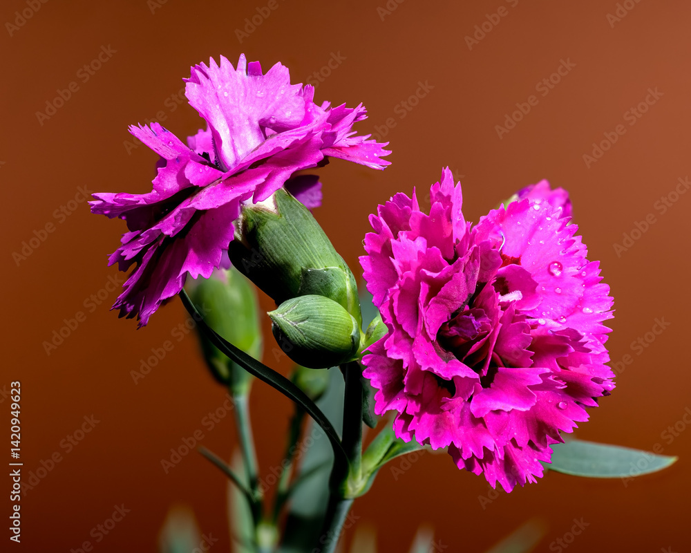 Rich Purple Carnations with Green Buds on Warm Orange