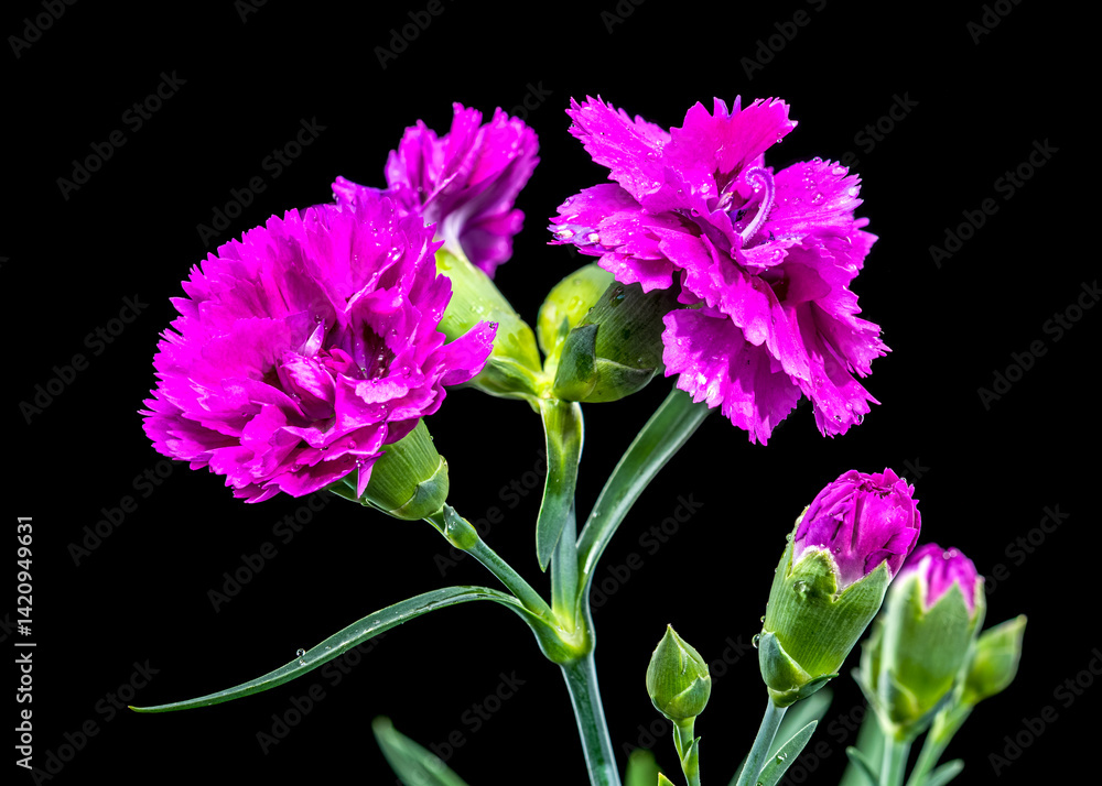 Pink carnation flowers with water droplets black background