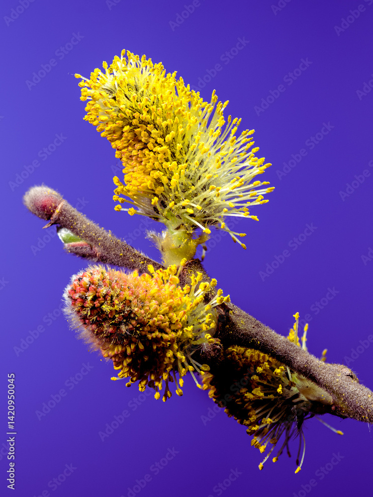Close-up of bright yellow willow catkins in full bloom on a branch