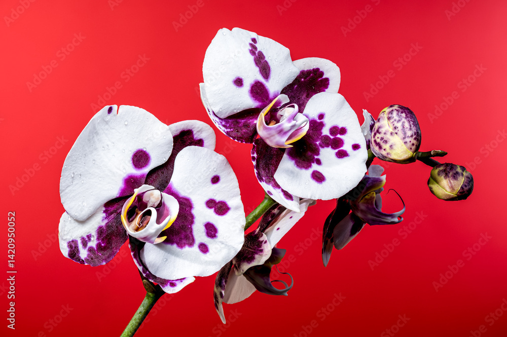 Striking Spotted Orchid Blossoms on a Bold Red Canvas