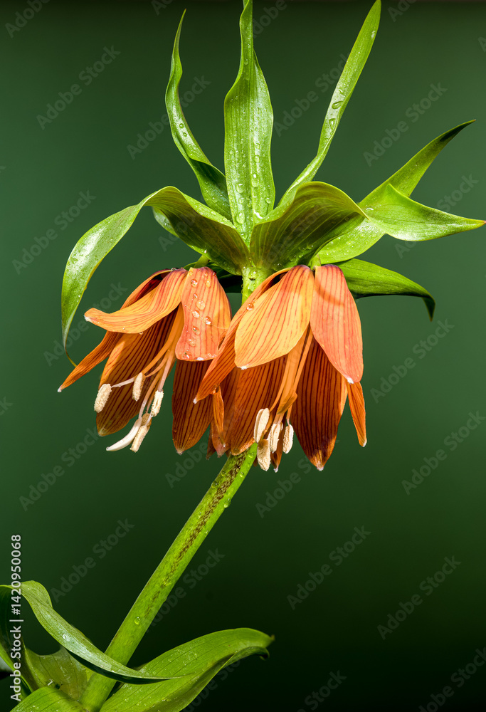 Striking Orange Crown Imperial Flower Against Soft Green
