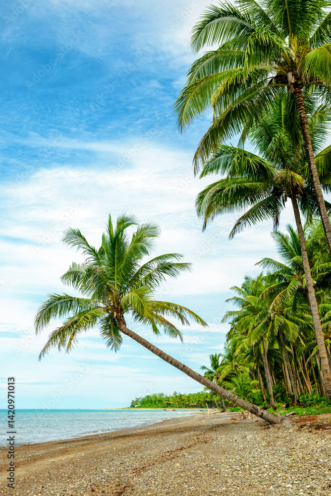 Fototapeta premium Rows of coconut trees on a beautiful white sand beach. Tropical beach