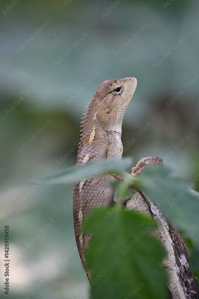 Obraz premium Chameleons on green plant. It is a reptile animal. It is an animal of the Chamaeleonidae family. Its other name chamaeleons. This animal is master at changing colors.
