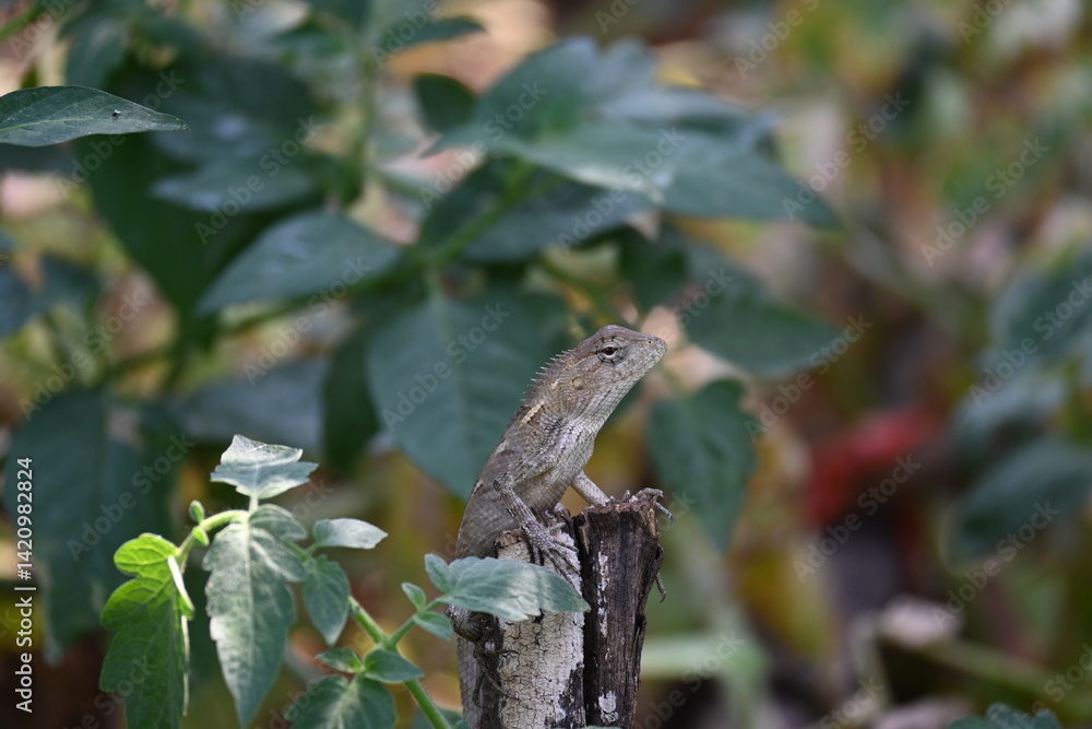 Chameleons on green plant. It is a reptile animal. It is an animal of the Chamaeleonidae family. Its other name chamaeleons. This animal is master at changing colors. Chameleons on green plant. It is a reptile animal. It is an animal of the Chamaeleonidae family. Its other name chamaeleons. This animal is master at changing colors.