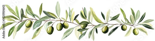 Olive Branch (2)