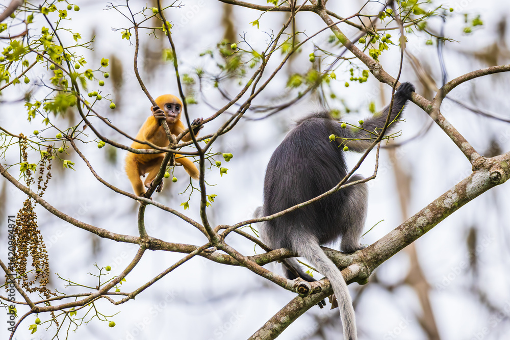Yellow baby of Dusky langur or Leaf Monkeys and mother, rare wildlife in Thailand. Yellow baby of Dusky langur or Leaf Monkeys and mother, rare wildlife in Thailand.