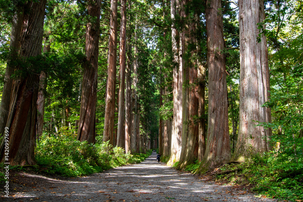 Obraz premium 戸隠神社奥社参道の杉並木