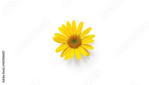 Wallpaper Mural Single Yellow Flower Centered Torontodigital.ca