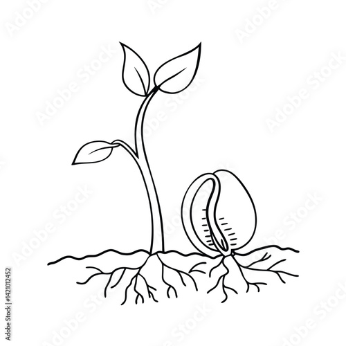 Sprout Illustration Seed Germination And Growth In Simple Line Art Style