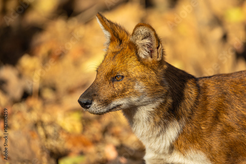 Face of dhole (Cuon alpinus) or Indian Wild Dog in Tadoba National Park, India