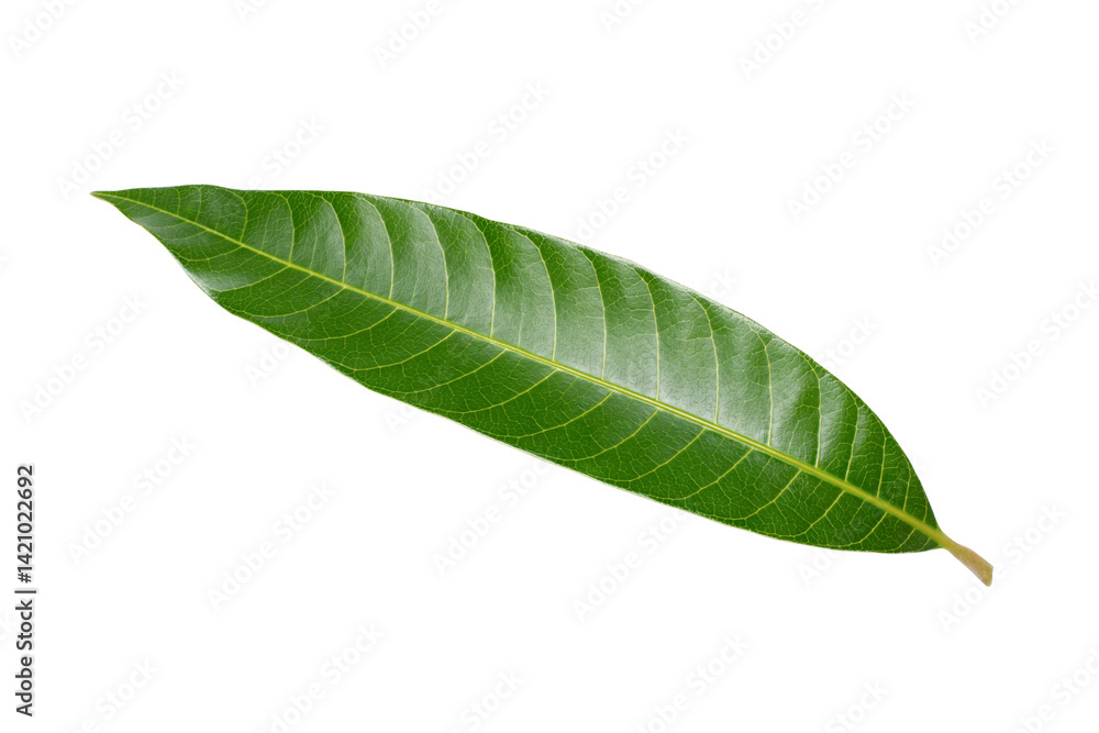 Obraz premium Mango leaf isolated