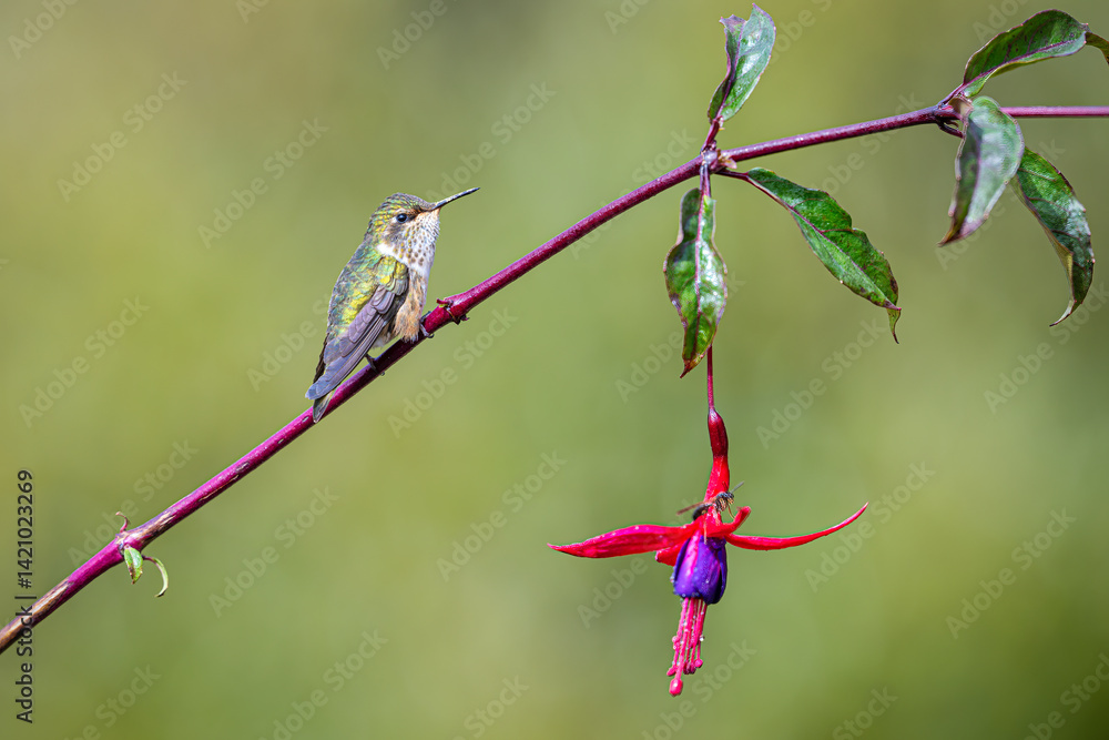 Fototapeta premium The volcano hummingbirds, Selasphorus flammula is sitting on the flower