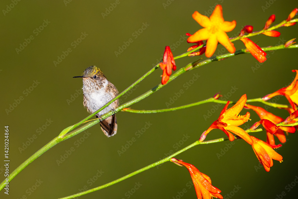 Obraz premium The volcano hummingbird, Selasphorus flammula is a member of bee hummingbirds
