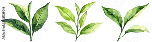 Fresh Tea Leaves
