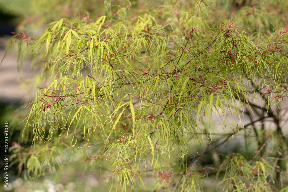 Japanese maple, palmate maple, smooth Japanese maple or acer palmatum dissectum branches with young green leaves. Japanese maple, palmate maple, smooth Japanese maple or acer palmatum dissectum branches with young green leaves.