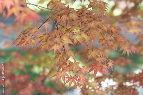 Japanese maple, palmate maple, smooth Japanese maple or acer palmatum red young spring leaves.