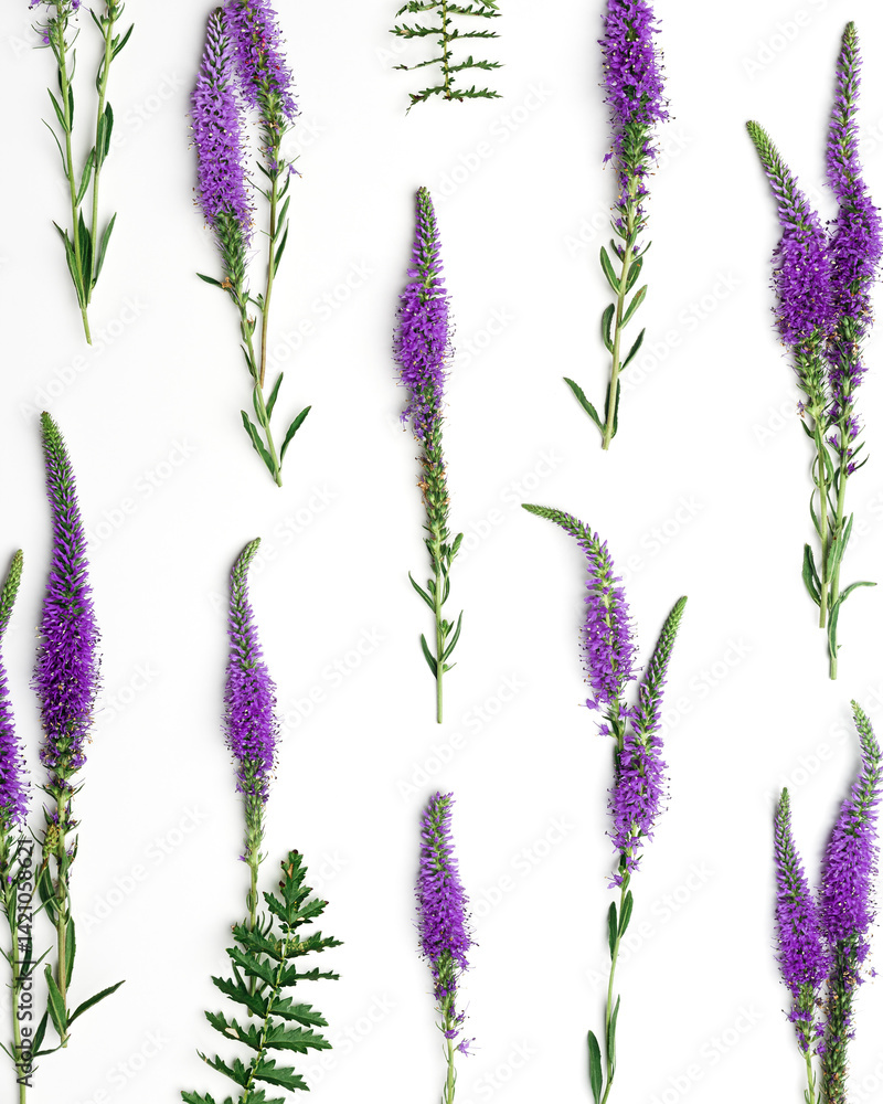 Natural blooming Purple flowers with green leaves as trend linear pattern on white background, minimal style aesthetic top view photo. Beautiful still life with wild field flower Veronica