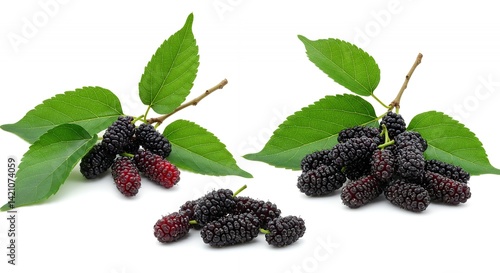 Detailed Mockup of Mulberry Morus Alba Highlighting Fruit Clusters and Leaf Shape on White Background for Product Promotion