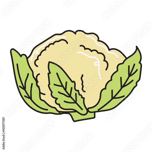 Cauliflower, hand drawn doodle illustration, vector