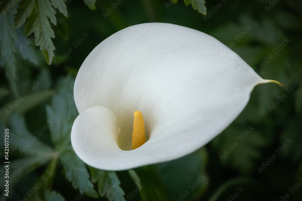 A white calla lily blossom in the spring in the Golden Gate Park, San Francisco
