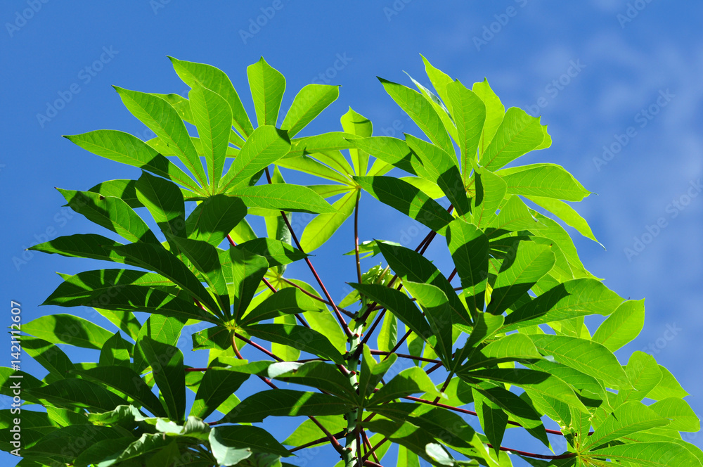 Obraz premium Cassava Leaves Against Clear Blue Sky – Manihot Esculenta Foliage