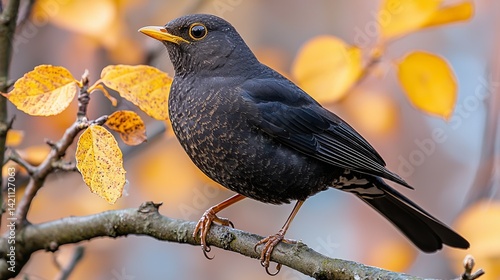 A black bird sitting on top of a tree branch