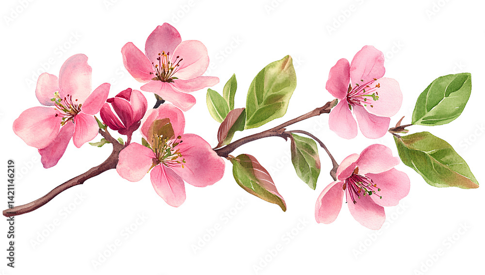 Watercolor painting of a single branch of pink flowers with green leaves on a transparent background Watercolor painting of a single branch of pink flowers with green leaves on a transparent background
