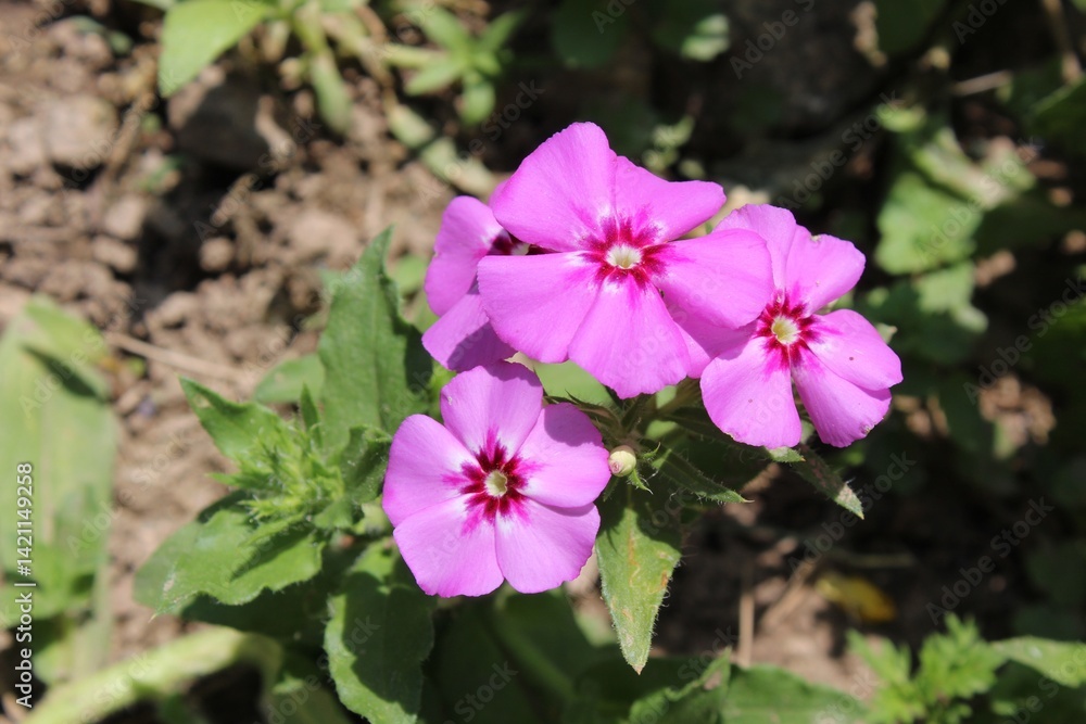 Phlox drummondii or the annual phlox flowers
Phlox drummondii or the annual phlox flowers
